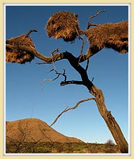 Weaver bird nest