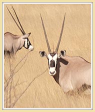 Majestic Oryx at Hohewarte